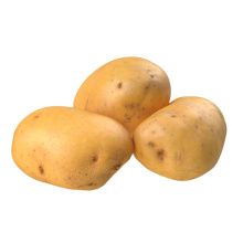 2021 New Harvest Export Natural Hot Selling Good Chinese Fresh Potato